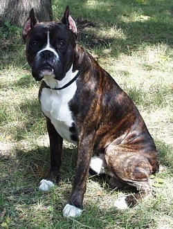 ������ ("����")