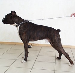 ������ ("����")