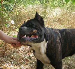 ������ ("����")