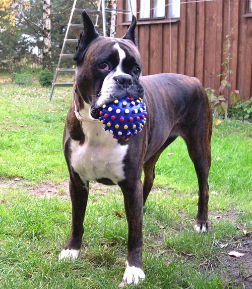 ������� �������